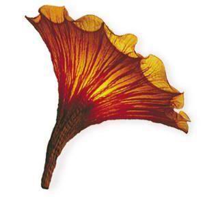 Wall light Fan