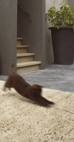 Carpet Nomad